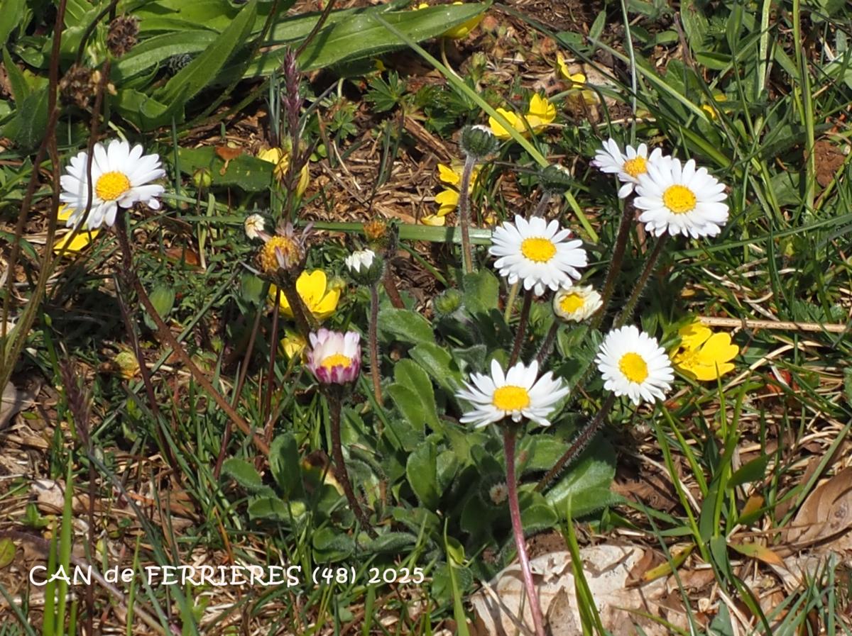 Daisy plant